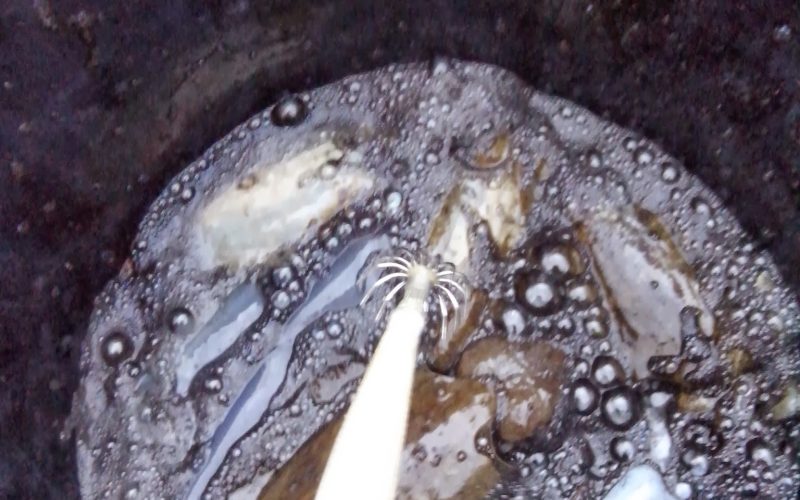 Jugo i sipa se vole