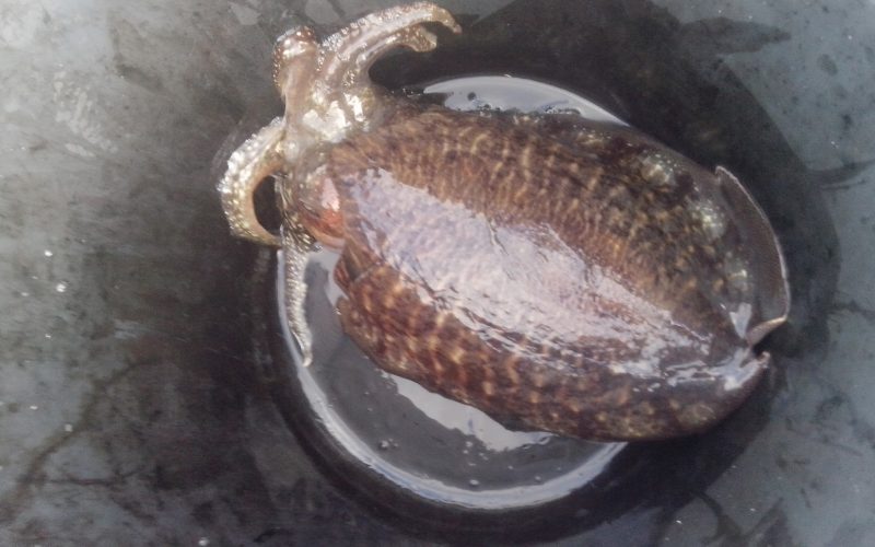 Ipak ima veća… Moj novi kapitalac…