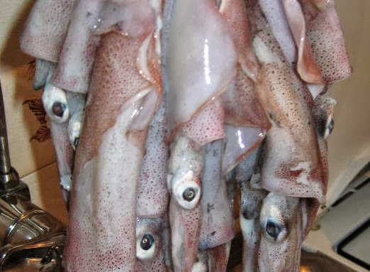 Južina i kiša pokazale svoju naklonost lignji i sipi