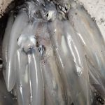 Jesen u podvelebitskom kanalu: Sezona liganja u uspješno krenula, a što nam nosi kasna jesen?