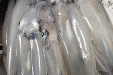 Jesen u podvelebitskom kanalu: Sezona liganja u uspješno krenula, a što nam nosi kasna jesen?