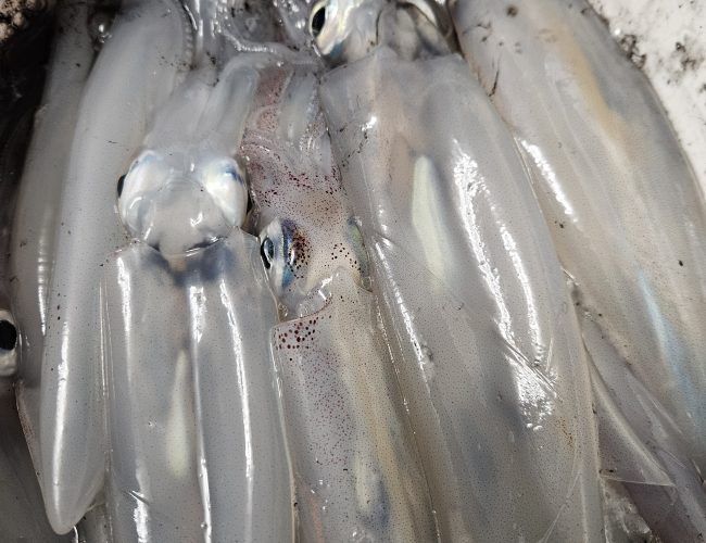 Jesen u podvelebitskom kanalu: Sezona liganja u uspješno krenula, a što nam nosi kasna jesen?