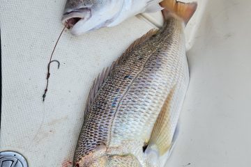 Zimski zubatac, nema dalje – Badnjak 2024 uz cara od ribe