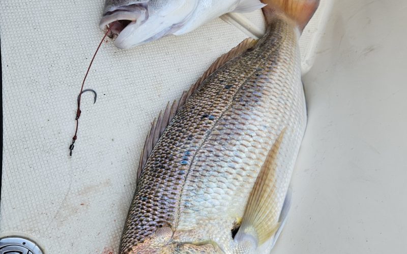 Zimski zubatac, nema dalje – Badnjak 2024 uz cara od ribe