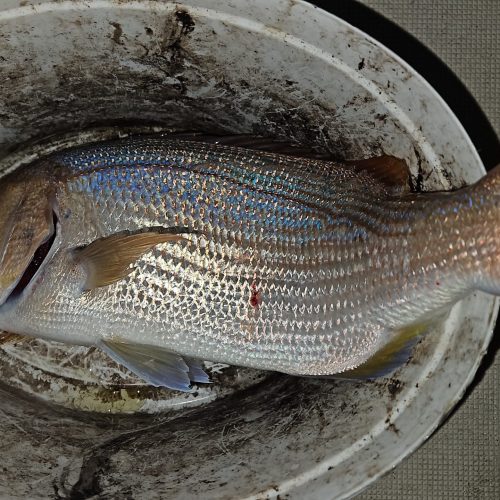 Svi koluri slanog cara: Savjeti za uspješan ribolov u Podvelebitskom kanalu