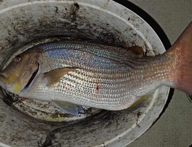 Svi koluri slanog cara: Savjeti za uspješan ribolov u Podvelebitskom kanalu