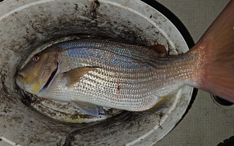 Svi koluri slanog cara: Savjeti za uspješan ribolov u Podvelebitskom kanalu